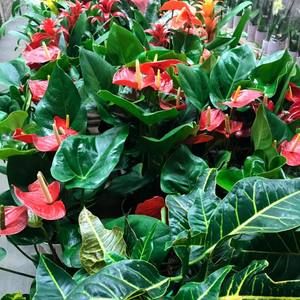 Meet your Posher, Daysi